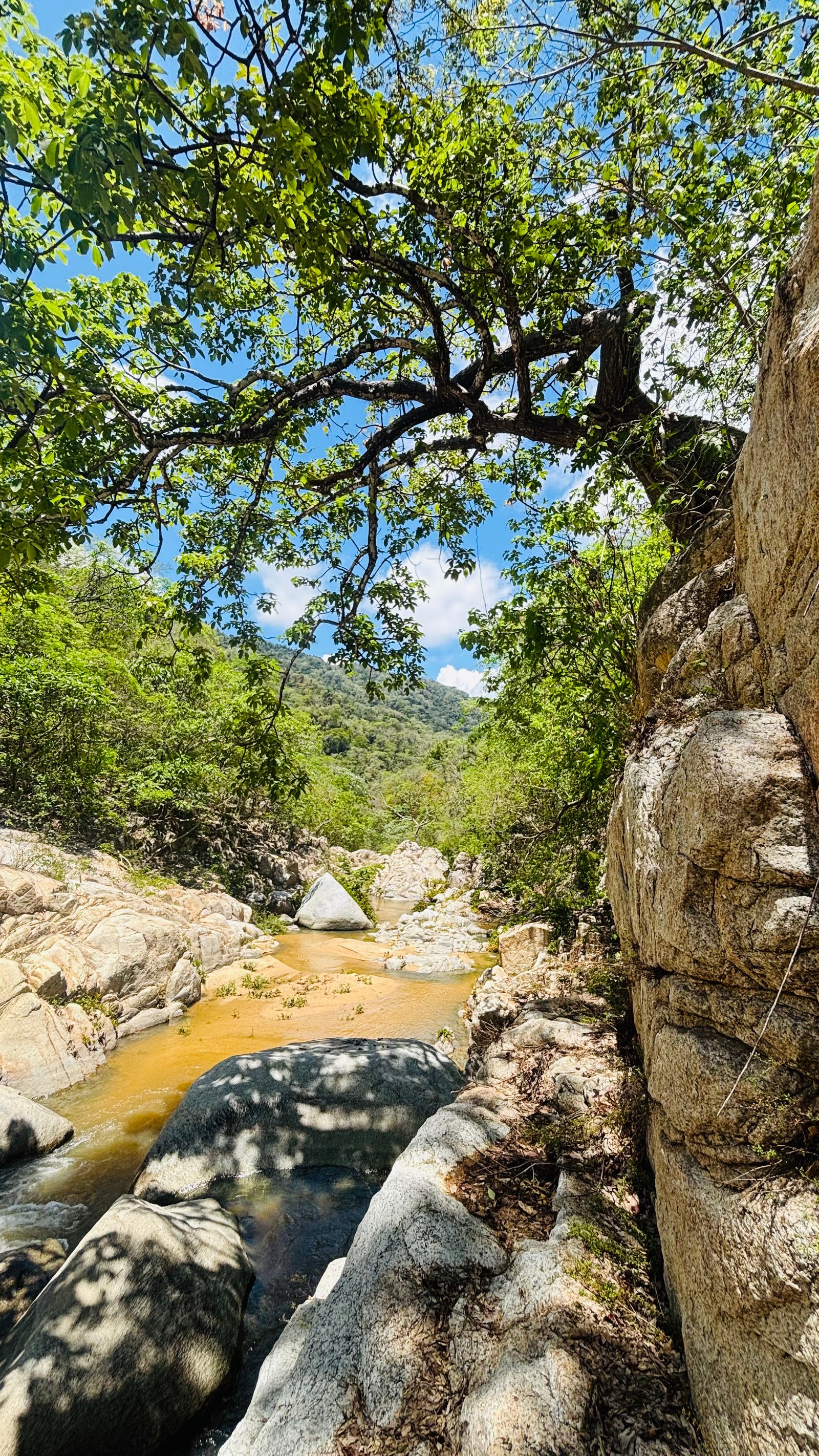 River through jungle